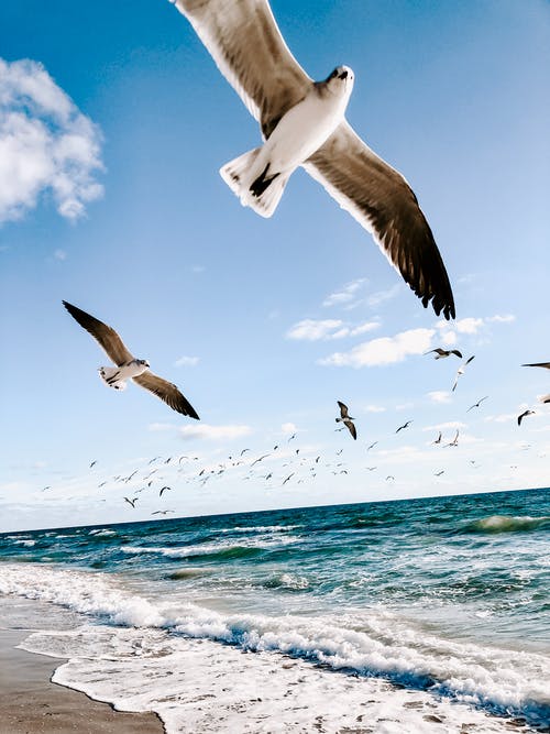 海鸥飞过海滩 · 免费素材图片