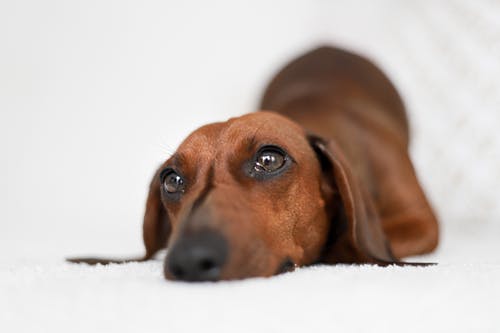 有关休息, 伴侣, 光滑的免费素材图片