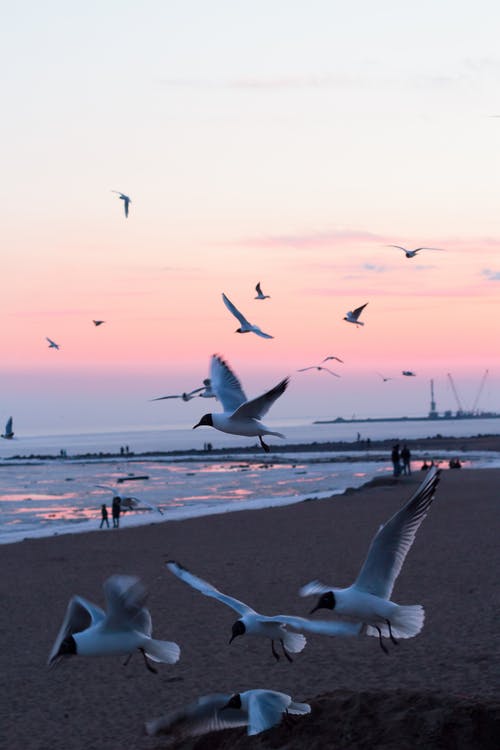 鸟儿在海边上飞翔的照片 · 免费素材图片