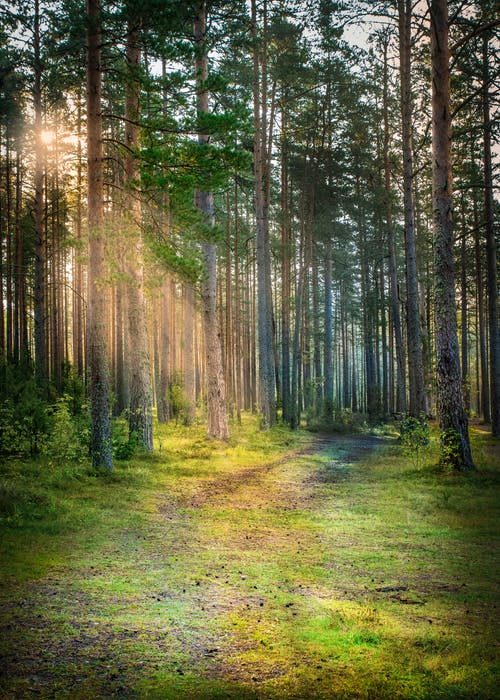 有关日光, 森林, 树木的免费素材图片