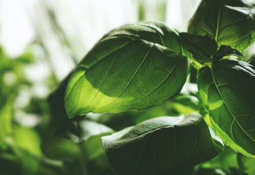 绿叶植物的选择性聚焦摄影 · 免费素材图片