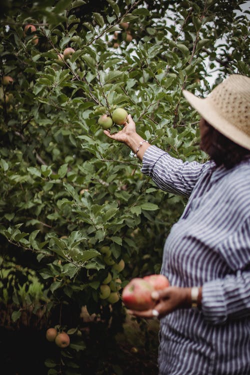 在花园里收获苹果的作物女人 · 免费素材图片