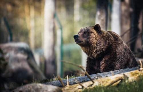 灰熊的特写摄影 · 免费素材图片