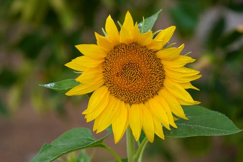 有关向日葵, 增长, 天性的免费素材图片