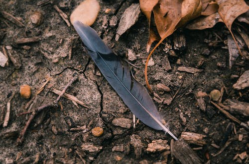 黑羽毛被干枯的树叶包围 · 免费素材图片