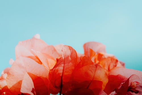 有关增长, 特写镜头, 秋叶的免费素材图片