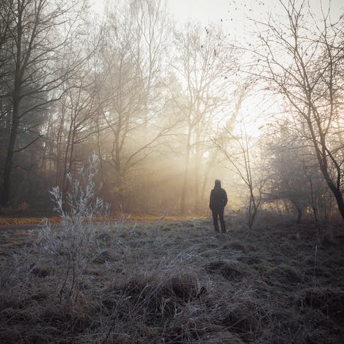 有关光秃秃的树木, 垂直拍摄, 天性的免费素材图片
