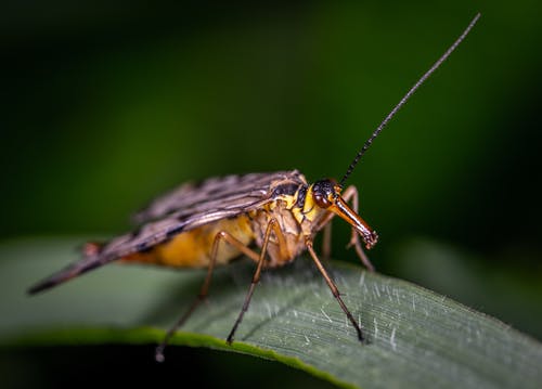 飞蛾在叶上的微距摄影 · 免费素材图片