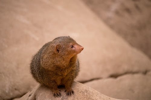 有关动物, 动物摄影, 可爱的免费素材图片