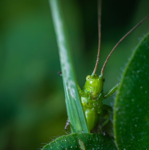 绿色蚱hopper在植物上的特写摄影 · 免费素材图片