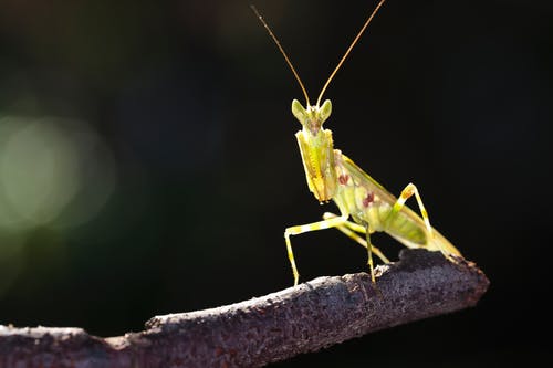 绿色螳螂的特写照片 · 免费素材图片