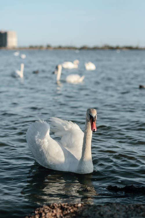 有关动物摄影, 垂直拍摄, 天鹅的免费素材图片