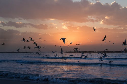 群白鸟照片在日落 · 免费素材图片