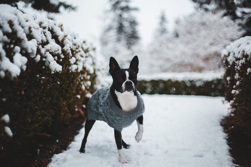 黑白狗在积雪覆盖的地面上 · 免费素材图片