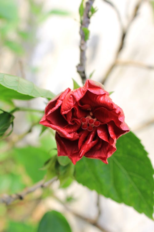 有关垂直拍摄, 天性, 户外的免费素材图片