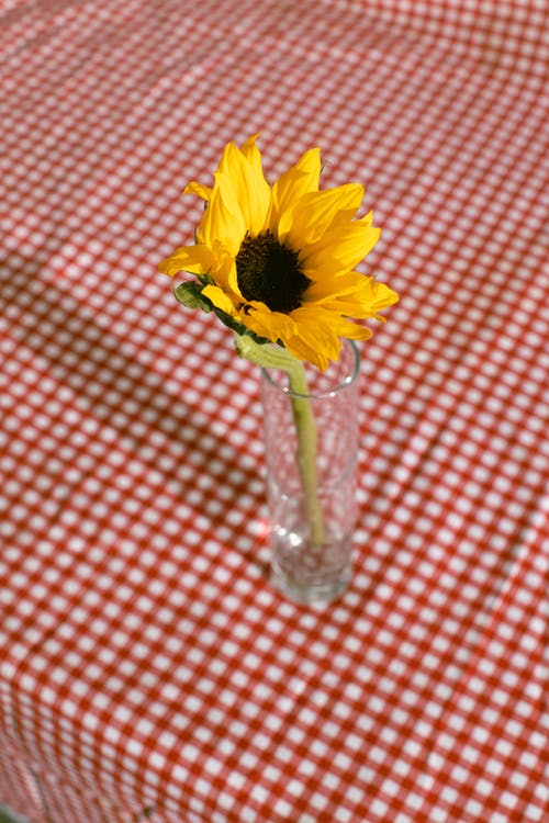 明亮的黄色花，放在玻璃杯中，用干净的水 · 免费素材图片