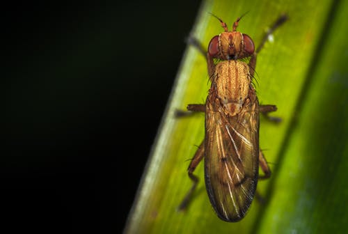 栖息在绿叶上的棕色昆虫的特写摄影 · 免费素材图片