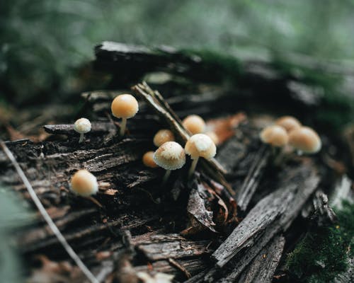 有关景深, 毒菌, 牛肝菌的免费素材图片