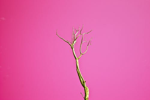 棕色的无叶树，粉红色的背景 · 免费素材图片