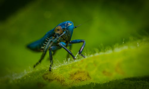 特写摄影中的蓝色昆虫 · 免费素材图片
