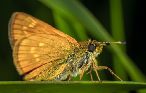 特写摄影中的褐蛾 · 免费素材图片