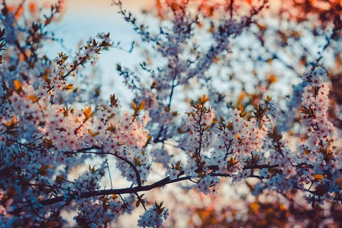 樱花的特写摄影 · 免费素材图片