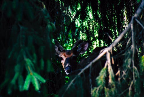 棕鹿在绿叶树附近的照片 · 免费素材图片