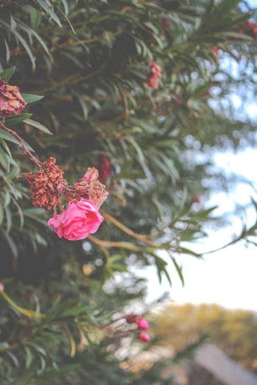 有关冷静, 分公司, 味道的免费素材图片
