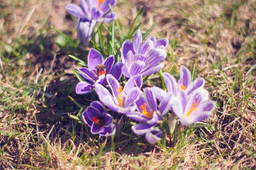 紫色藏红花番红花的特写照片 · 免费素材图片