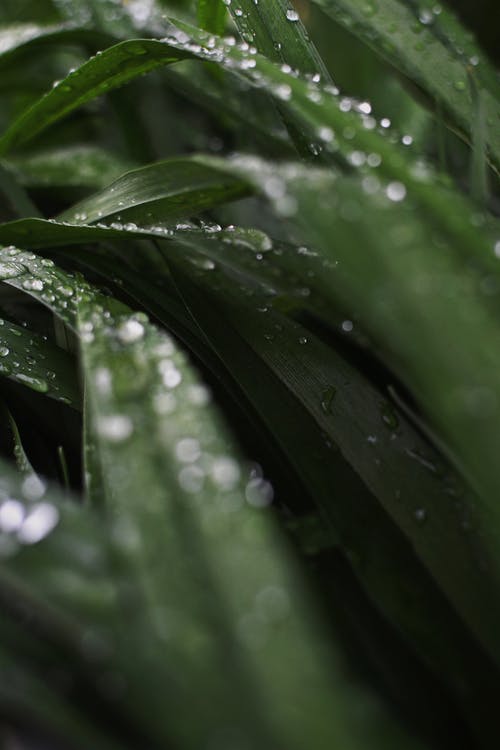 有关垂直拍摄, 天性, 水的免费素材图片