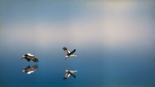 海鸥飞过水体 · 免费素材图片