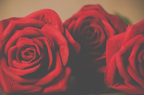 三朵红色的花瓣玫瑰花朵 · 免费素材图片