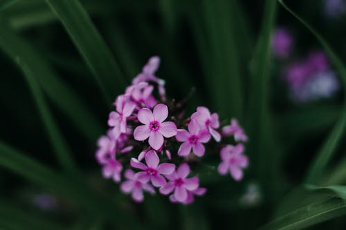 紫色的花的特写摄影 · 免费素材图片
