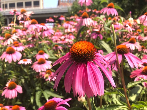 粉红色的花的浅焦点摄影 · 免费素材图片