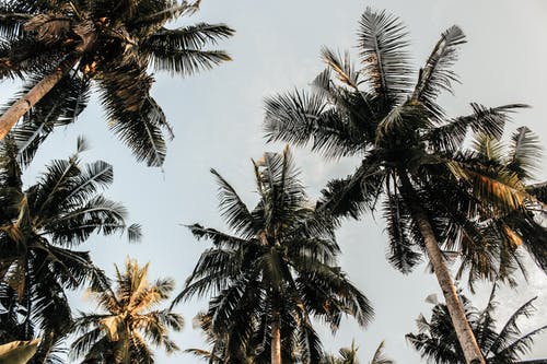 椰子树的低角度摄影 · 免费素材图片