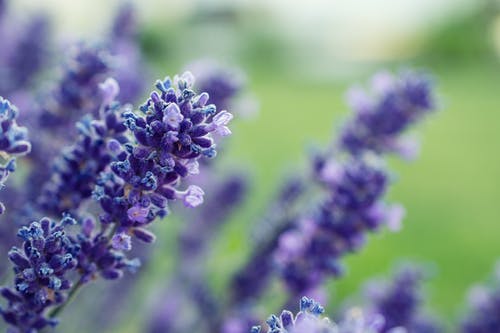 紫色薰衣草花的选择性聚焦摄影 · 免费素材图片