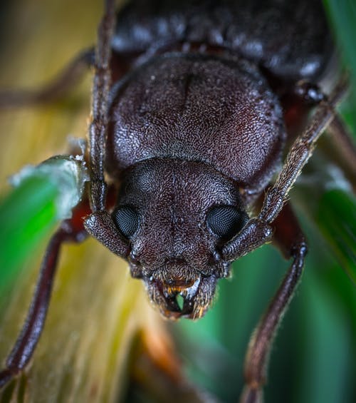 布朗六月甲虫的宏观照片 · 免费素材图片