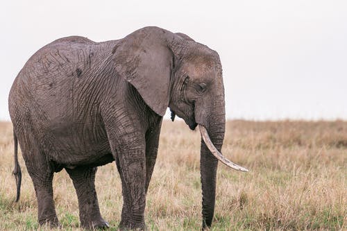 有关乾的, 动物学, 动物的免费素材图片
