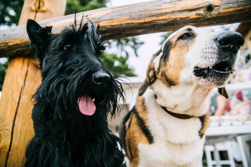 苏格兰梗和成人短涂层的白色和棕褐色狗的特写照片 · 免费素材图片