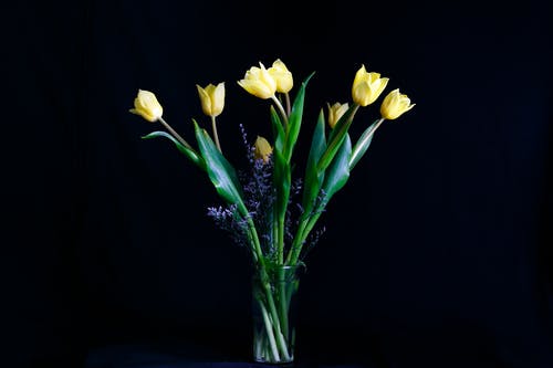 黄色郁金香花 · 免费素材图片
