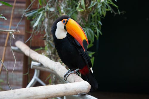 有关动物, 户外, 托科巨嘴鸟的免费素材图片
