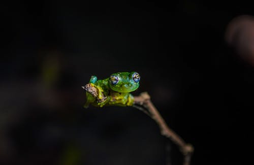 绿蛙的微距摄影 · 免费素材图片