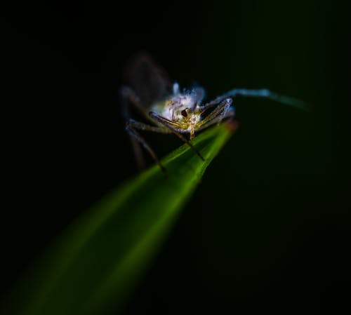 绿叶上的蓝色和灰色昆虫 · 免费素材图片