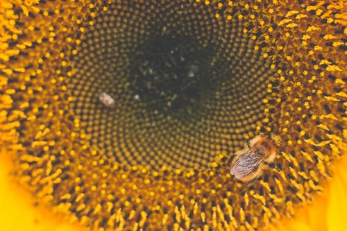 蜜蜂栖息在向日葵微距摄影 · 免费素材图片