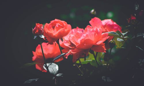 浅焦点摄影中的红色花瓣花 · 免费素材图片