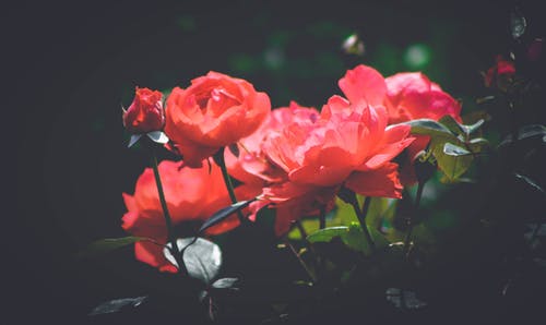 浅焦点摄影中的红色花瓣花 · 免费素材图片