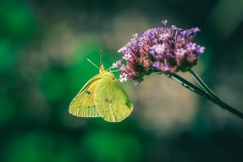 有关purpletop vervain, 优雅, 冷静的免费素材图片