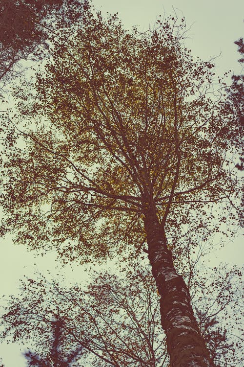 绿叶的树 · 免费素材图片