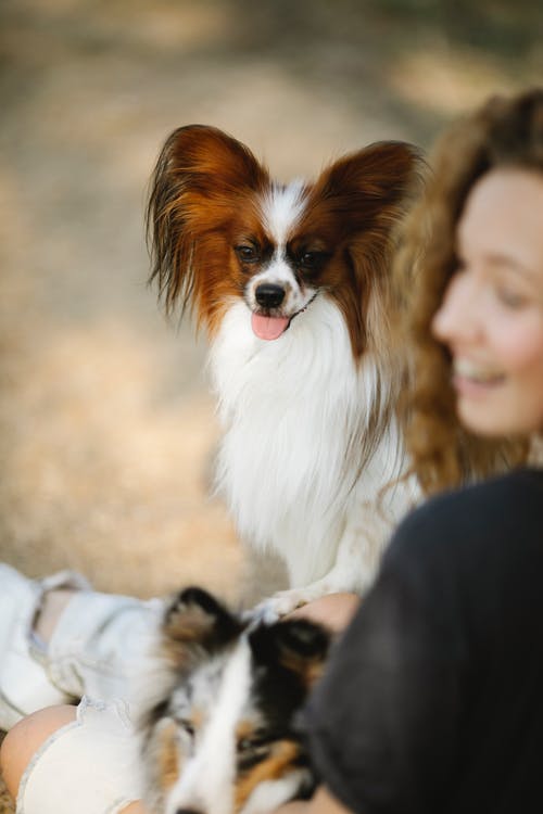 有关sheltie, 一起, 乐天派的免费素材图片