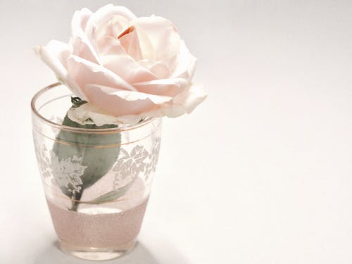 白玫瑰花在透明的水杯 · 免费素材图片